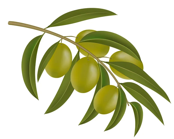 Green olives on branch — Stock Vector