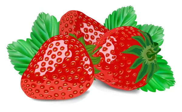 Erdbeere isoliert auf weiß — Stockvektor