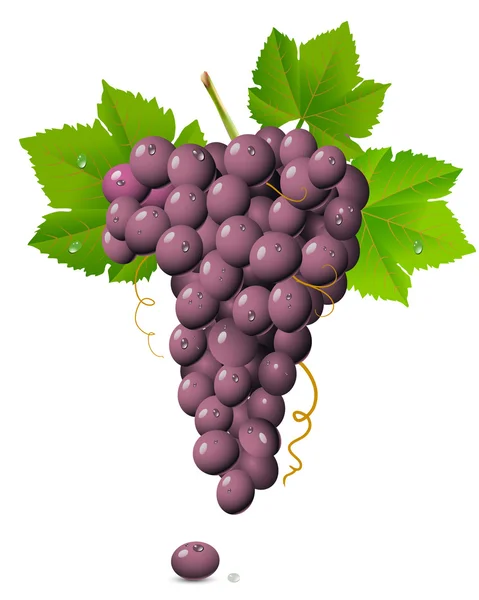 Виноградний кластер — стоковий вектор