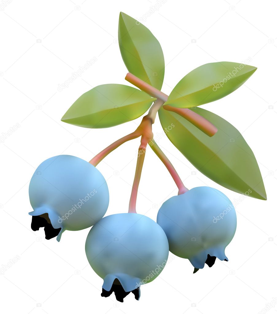 Blueberry on branches of a bush