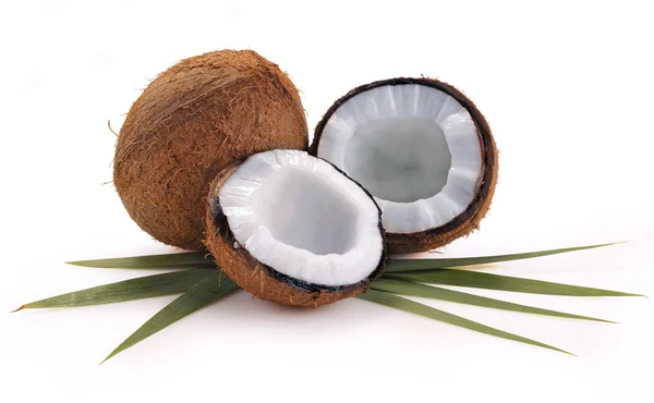 코코넛 잎으로 — 스톡 사진