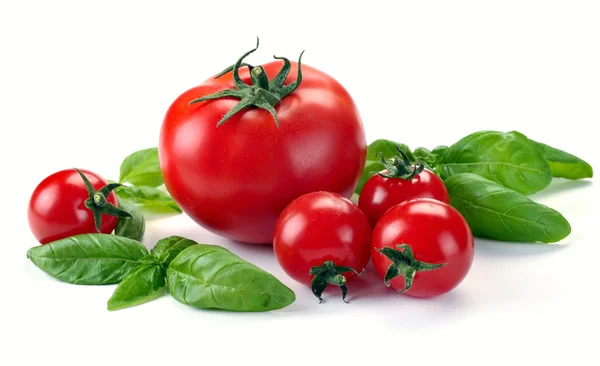Leaves of basil and tomatoes — Stock Photo, Image