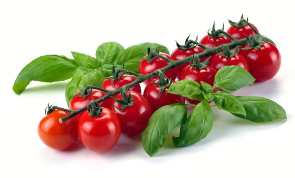 Blad basilika och tomater — Stockfoto