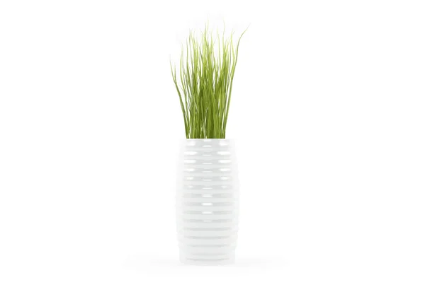 Green fresh plant isolated on the white background — Stock Photo, Image