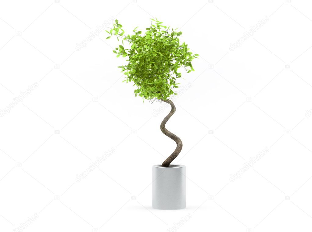 Small fresh decorative green plant tree isolated