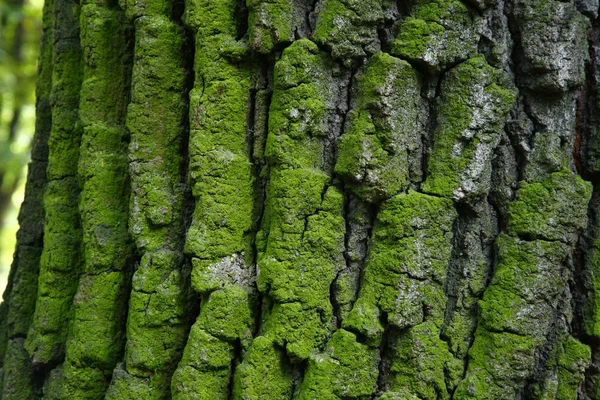 Vihreä metsä — kuvapankkivalokuva