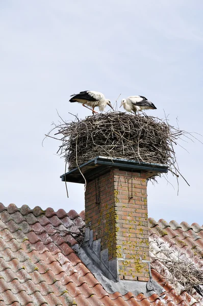Ooievaars in nest — Stock Photo, Image