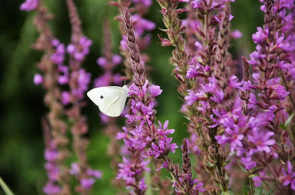 Witte Vlinder