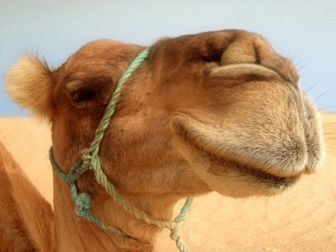 Great camel headshot