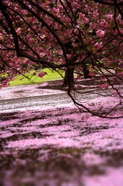 kiraz çiçeği ağaç üzerinde bir parc - tokyo