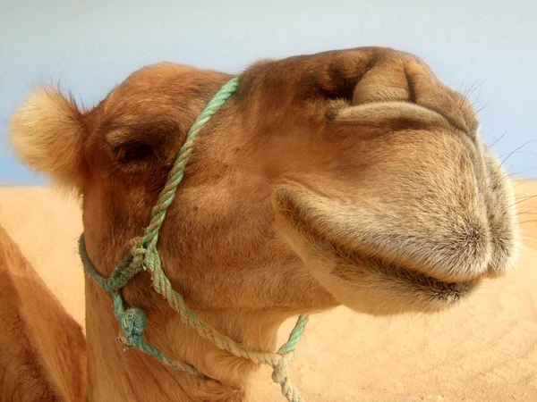 Gran camello disparo en la cabeza — Foto de Stock