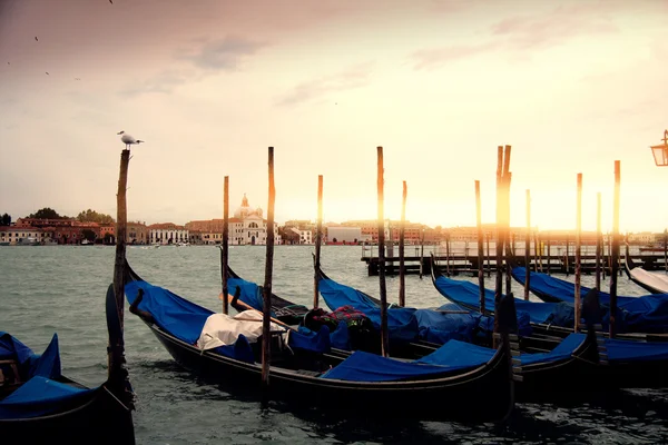 Gondola Boats in Venice, gull watching — Stock Photo, Image