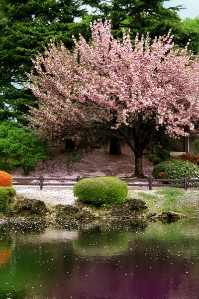 Черешневое дерево на парковой территории - Токио — стоковое фото
