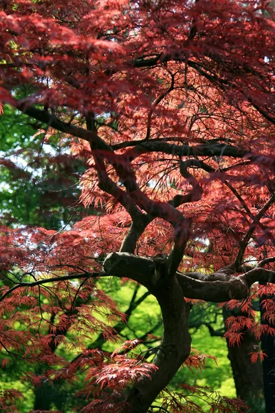 Рожеві листя — стокове фото
