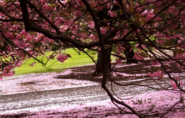 Черешневое дерево на парковой территории - Токио — стоковое фото