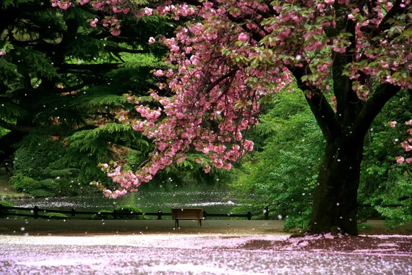 Cherry blossom träd på en parc - tokyo — Stockfoto