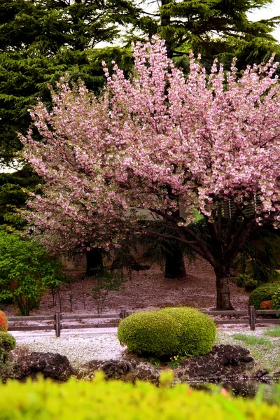 Cerezo en flor en un parque - Tokio —  Fotos de Stock