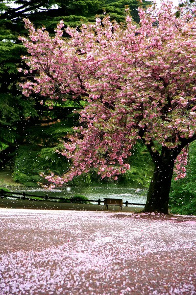 Árvore de flor de cerejeira em um parc - Tóquio Fotos De Bancos De Imagens
