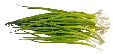 Green Spring onions clipart