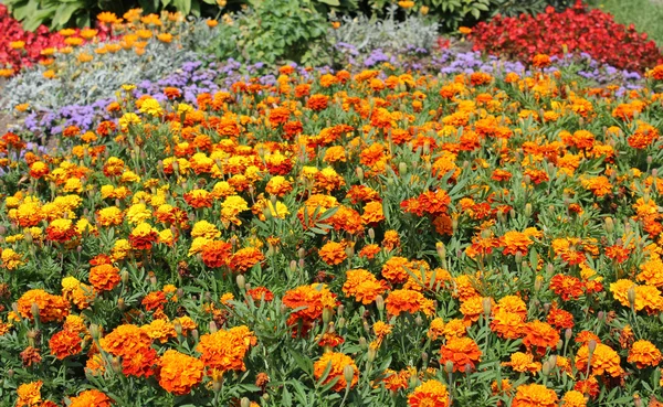 stock image Flowers