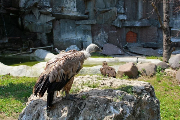 stock image Bird of prey