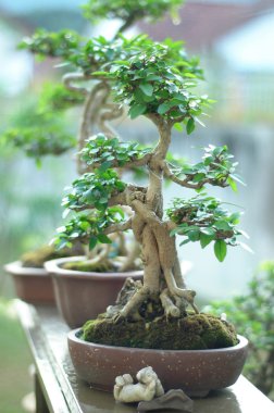 bonsai ağacı ve mini peyzaj