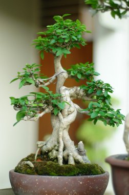 bonsai ağacı ve mini peyzaj