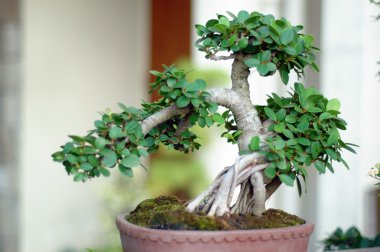 bonsai ağacı ve mini peyzaj