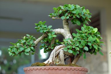 bonsai ağacı ve mini peyzaj