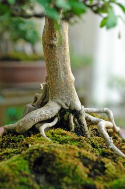 bonsai ağacı ve mini peyzaj