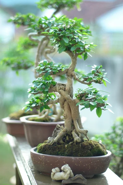 stock image Bonsai Tree and mini landscaping