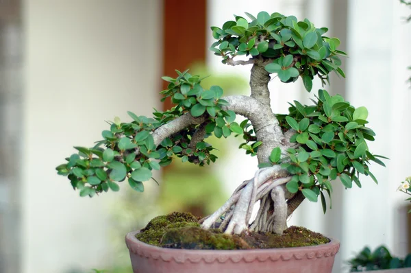 stock image Bonsai Tree and mini landscaping