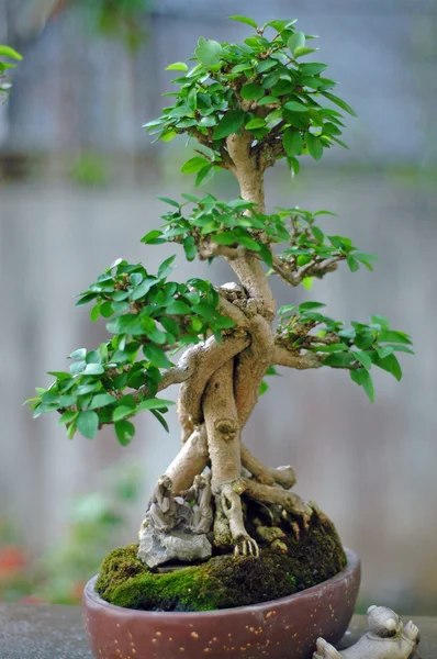 Stock image Bonsai Tree and mini landscaping