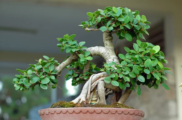 stock image Bonsai Tree and mini landscaping