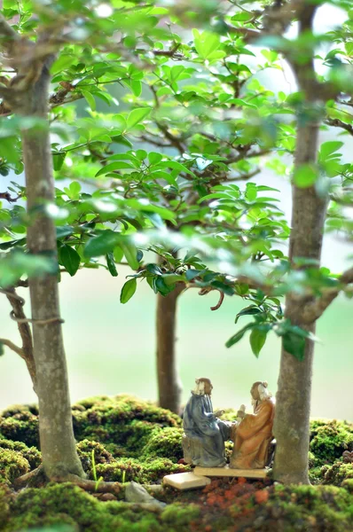 stock image Bonsai Tree and mini landscaping