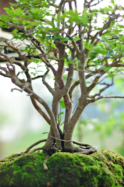 Bonsai Tree and mini landscaping — Stock Photo, Image