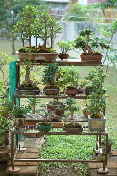 Bonsai-Baum und Mini-Landschaftsbau — Stockfoto
