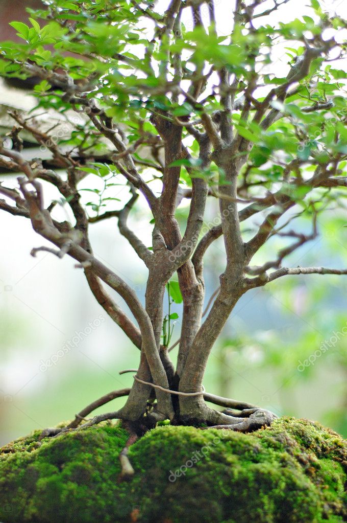 Bonsai Tree and mini landscaping