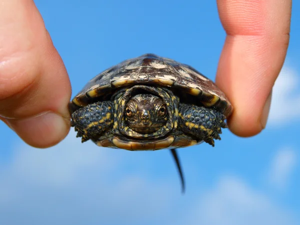 stock image Turtle cub