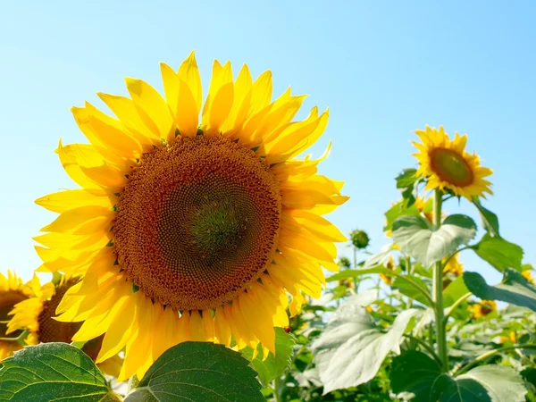 stock image Sunflowers