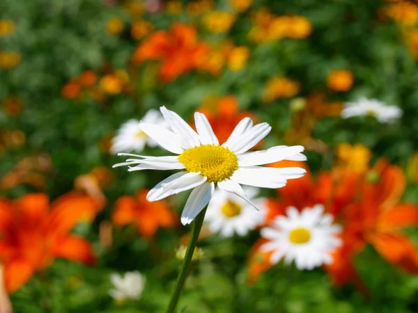 Camomile on a meadow. — Stock Photo, Image