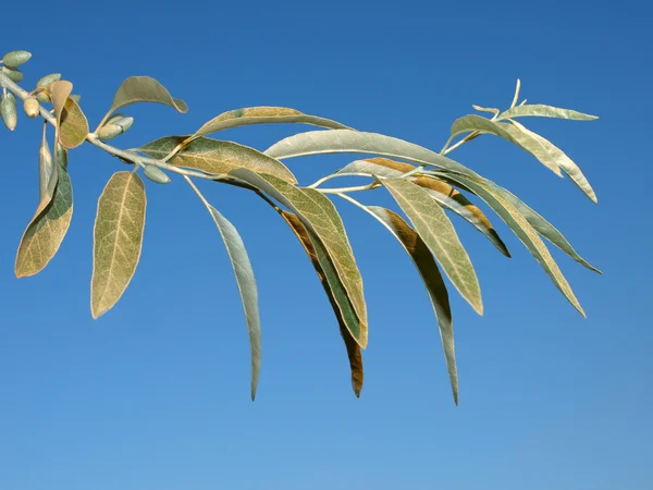 Zweig eines wilden Olivenbaums Stockbild