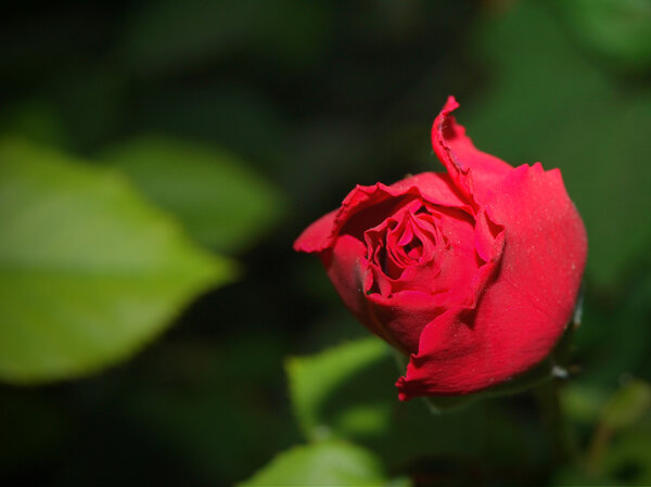 Bud of a red rose on a dark green background.