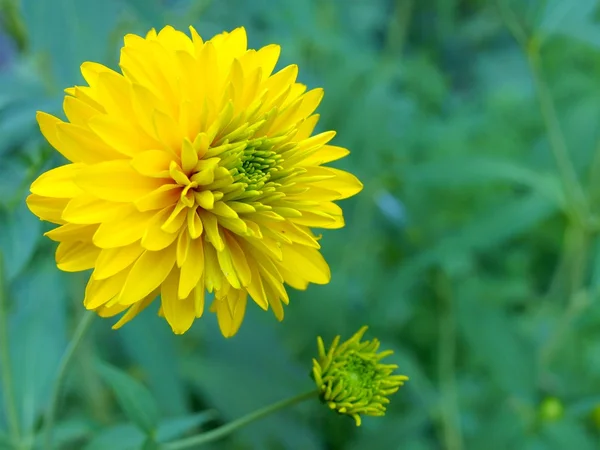 Yellow dahlias — Stock Photo, Image