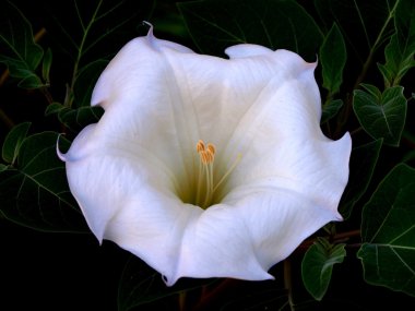 Datura çiçek