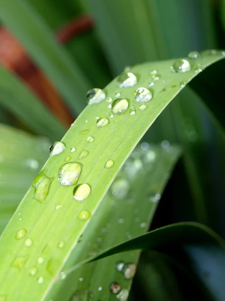 Dew drops on a grass — Stock Photo, Image