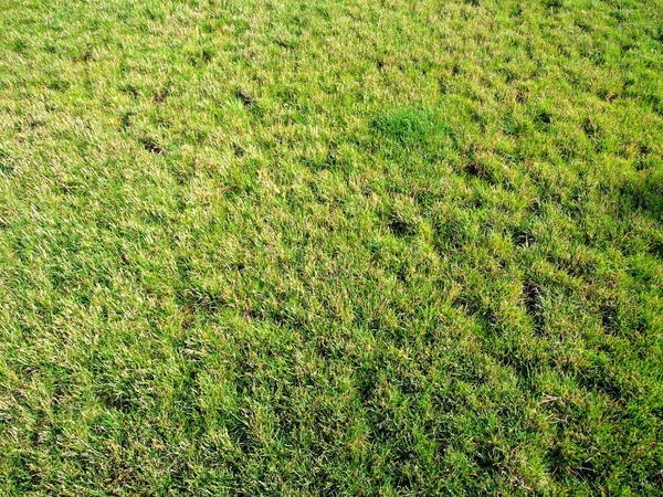 绿草的草坪gräsmattan i en grönt gräs — Stockfoto
