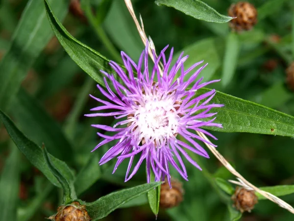 Violet steppe flower — Stock Photo, Image