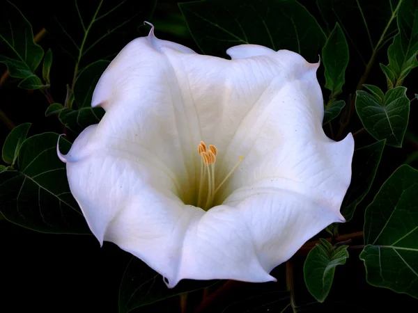 흰 독 말 풀 꽃 로열티 프리 스톡 이미지
