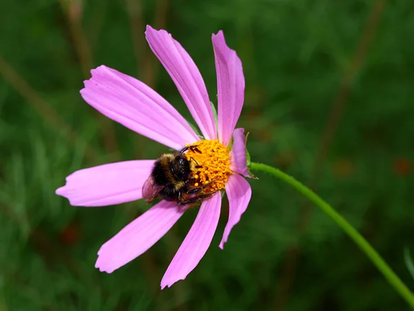 Bumblebee una flor rosa polinizadora —  Fotos de Stock